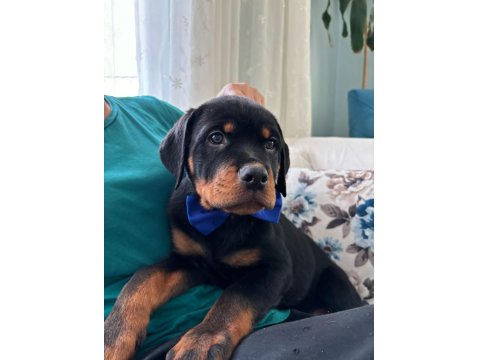 Koca Kafalı Rottweiler Bebekler