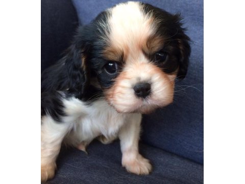 Cavalier King Charles Yavrusu