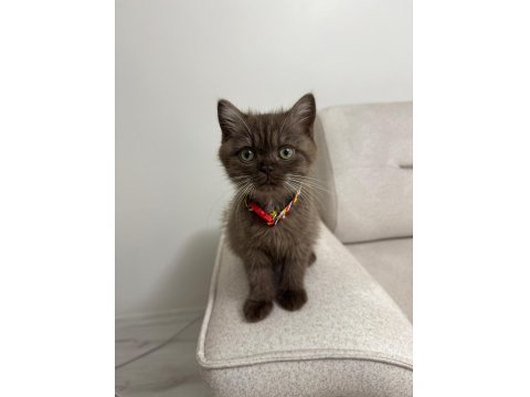 Yavru British Shorthair Chocolate