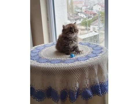 Çiko Yavru Kedimizyeni Sahiplerini Bekliyor