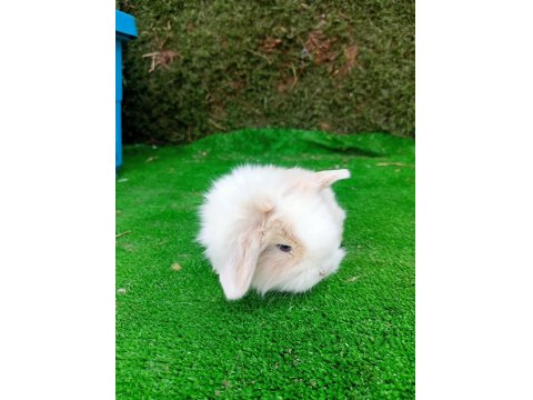 Hollanda Teddy Lop Tavşan Yavrularımız İçin Ulaşın