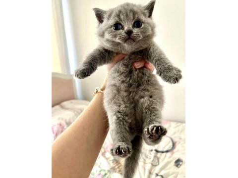 Ayı Surat Top Kafa Bebek Kediler