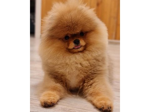 Ayı Surat Pomeranian Boo Yavruları