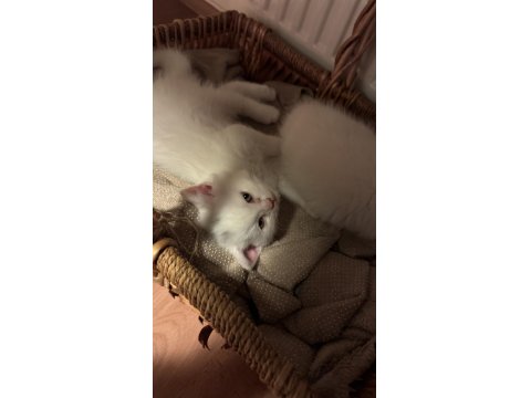 Eğitimleri Tam Sevecen Bir Minnoş Kedimiz