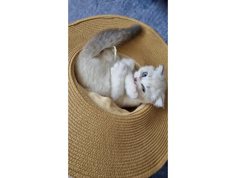 Scottish Fold Boncuğumuza Yuva Arıyoruz