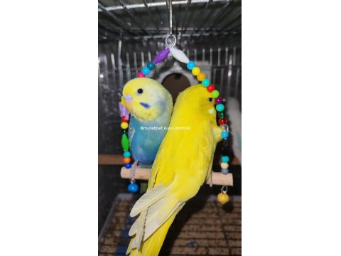 Çocuklar Bile Eğitebilir Muhabbet Kuşu