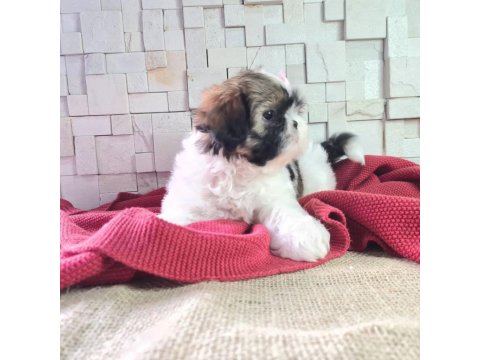 Shih Tzu Yavruları