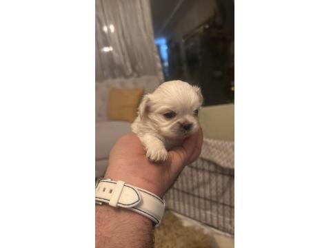 Ücretsiz Sahiplendirme Pekinezler