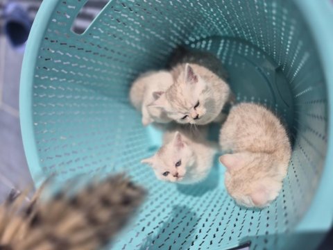 Birinin Yavrularım 3 Erkek 1Dişi