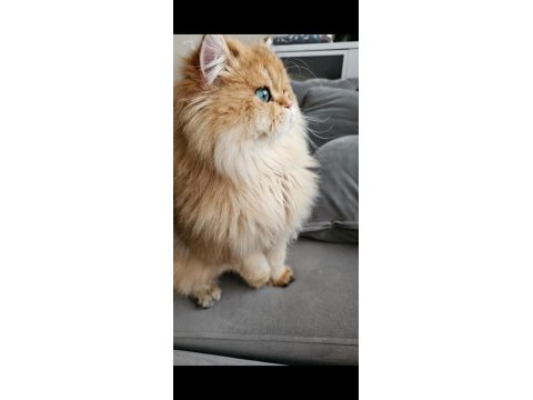 Yeni Yuvasını Arayan British Longhair Yakışıklı