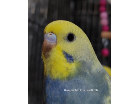 Çocuklar Bile Eğitebilir Muhabbet Kuşu