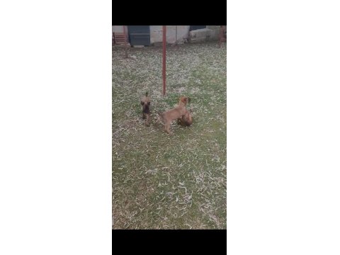 3 Ve 4-6 Aylık Malinois Yavrular
