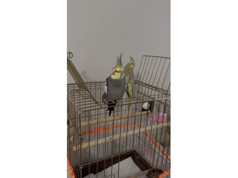 Sağlıklı Erkek Ve Dişi Sultan Papağanları