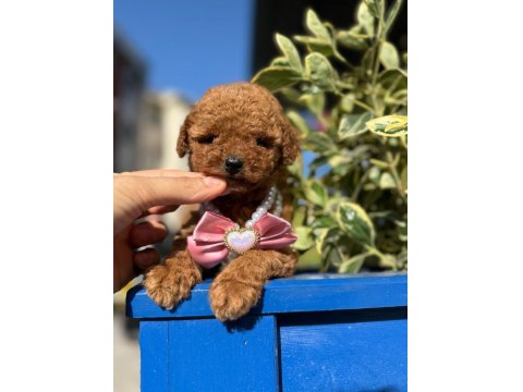 Orijinal Güler Yüzlü Show Kalite Poodle Yavrumuz