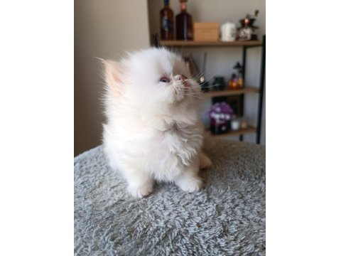 Safkan Şecereli İran Kedisi Bebekler