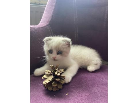 Scottish Fold Sevimli Kedi Yavrusu