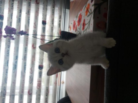 Yavru British Kedimiz Yeni Yuvasını Arıyor