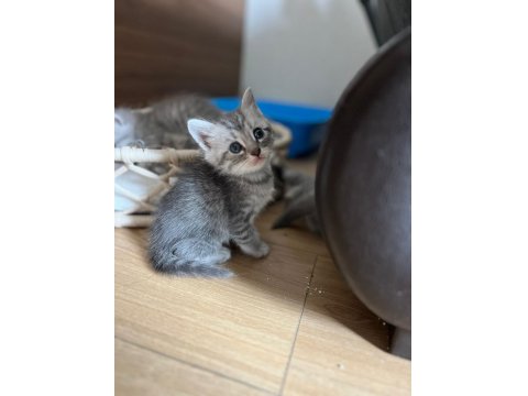 5 British Yavru British Shorthair Kedimiz Yeni Yuvaya Hazır