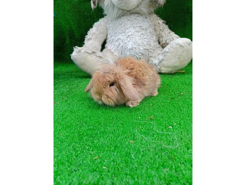 Hollanda Teddy Lop Tavşan Yavrularımız