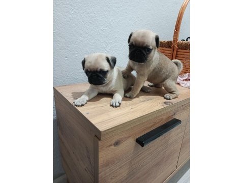 Pug Mops Bebekler
