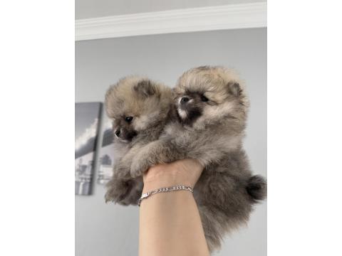Pomeranian Boo Dişi Ve Erkek