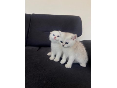 2 Aylık Scottish Fold