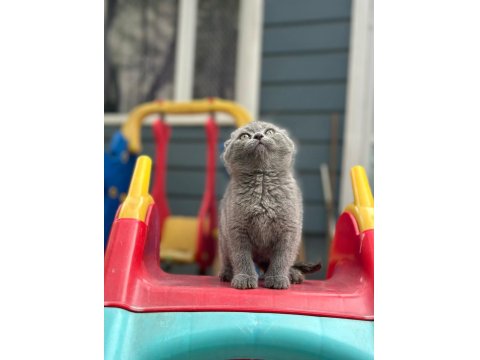 Koca Kafa Scottish Fold Yavrumuz