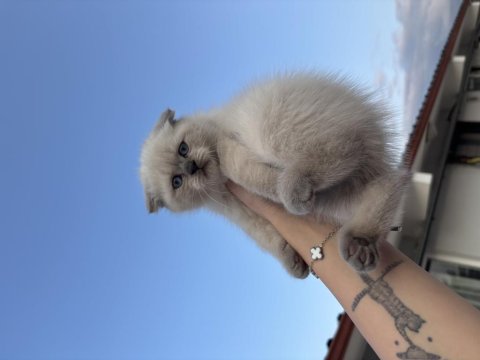 50 Günlük Scottish Yavrular