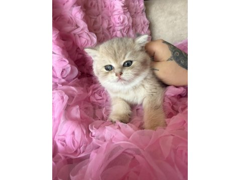 Dişi Bebek Kedim Sahibini Bekliyor