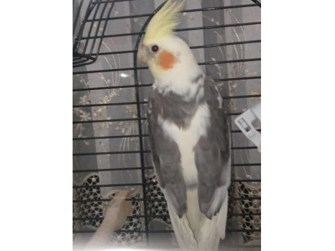 Sultan Papağanınmız Ele Alışık Şarkı Söylüyor