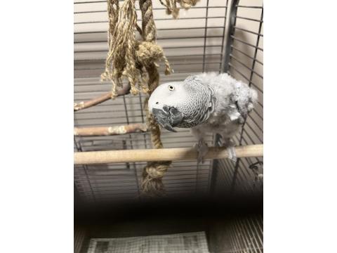 Evcil Konuşan Jako Papağanı