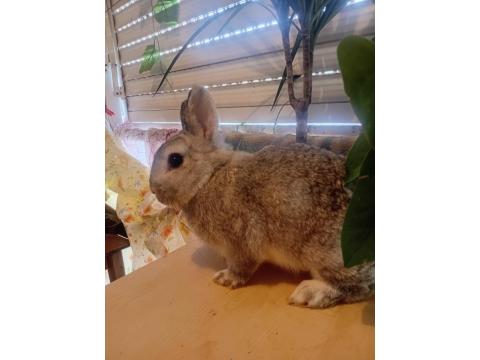 Orjinal Cüce Tavşanlar