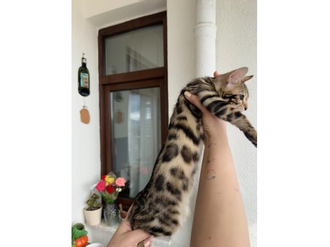 Bengal Kedisi Kardeşler