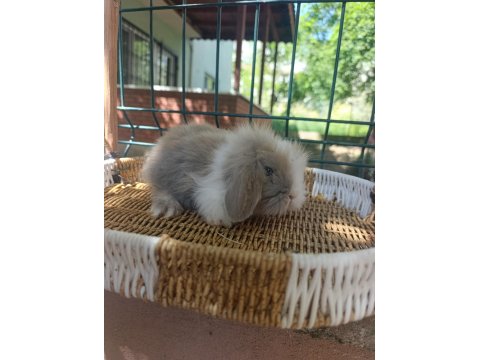 Hollanda Teddy Lop Tavşan Yavrular