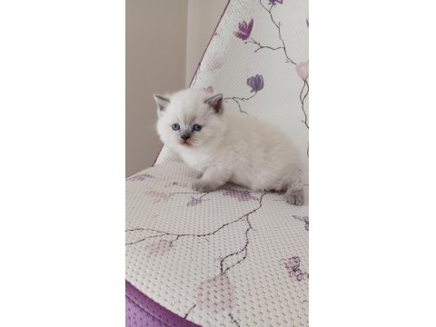 Kar Topu Yumoş British Shorthair Blue Point Bebekler