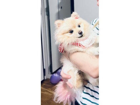 Gülen Surat Pomeranian 1,5 Yaşında