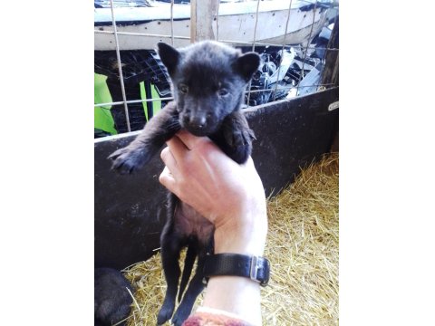 Belçika Kurdu Bebekler