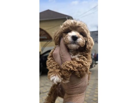 Sevgililer Gününe Özel A Kalite Maltipoo Bebeklerimiz