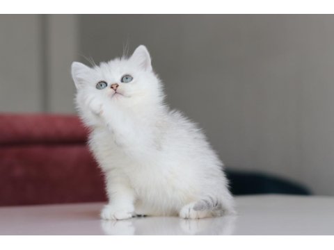 Full Şecereli Babadan Teslime Hazır Erkek Kedimiz