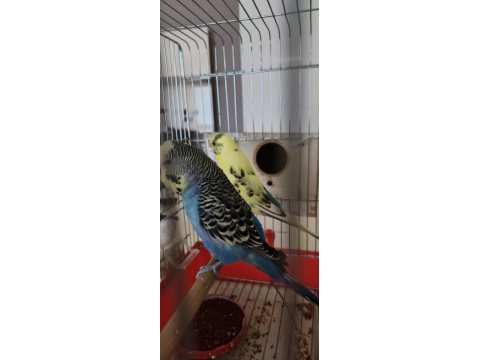 Sağlıklı Muhabbet Kuşu Uyumlu Çift