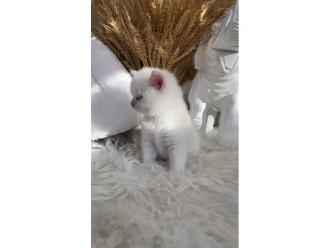 Safkan British Shorthair Lilac Point Erkek