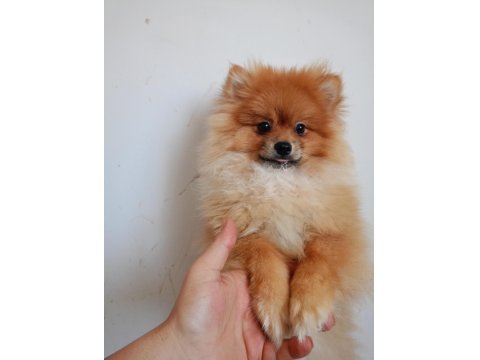 Pomeranian Erkek 5,5 Aylık