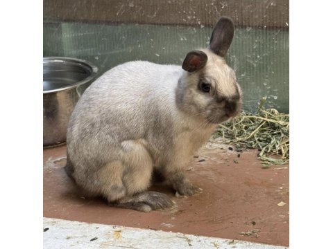 1 Yaşında Erkek Cüce Tavşan