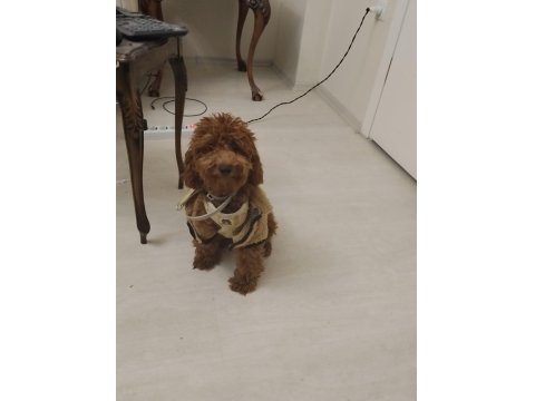 Red Brown Toy Poodle 7 Aylık