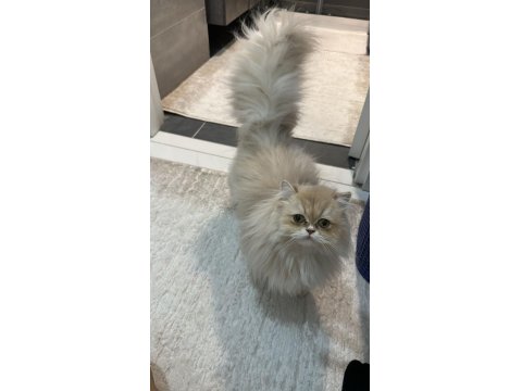 Blh Cy 12 Saf Kan Erkek British Longhair