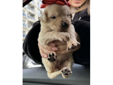 Yavru Golden Retriever Köpeğim