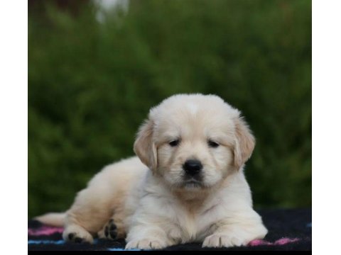 Golden Retriever Sevimli Yavrularımız