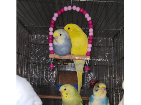 Tüm İstanbul İlçelerine Adrese Teslim Muhabbet Kuşu