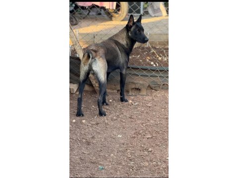 A Kalite Belçika Malinois Yavrular