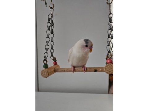 3 Aylık Erkek Muhabbet Kuşu